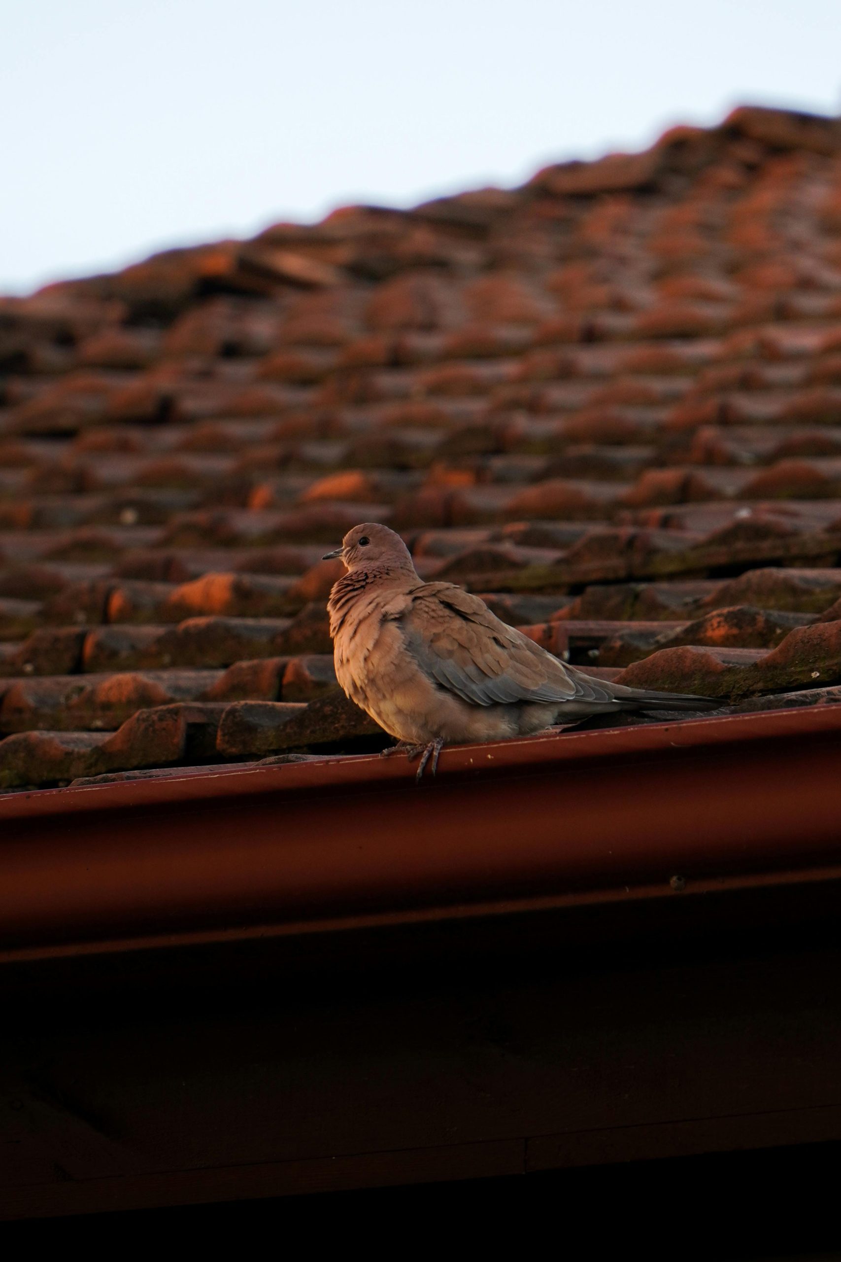 You are currently viewing Why Gutters Are a Crucial Part of Your Plumbing System